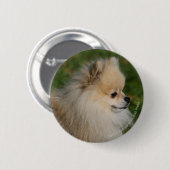 Badge Rond 5 Cm Headshot 2 de Pomeranian (Devant & derrière)