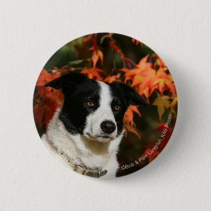 Badge Rond 5 Cm Headshot d'automne de border collie