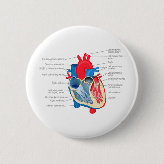 Badge Rond 5 Cm Heart_Anatomy