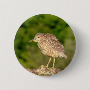 Badge Rond 5 Cm Héron de nuit de la couronne noire juvénile