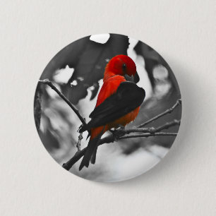 Badge Rond 5 Cm Homme Scarlet Tanager