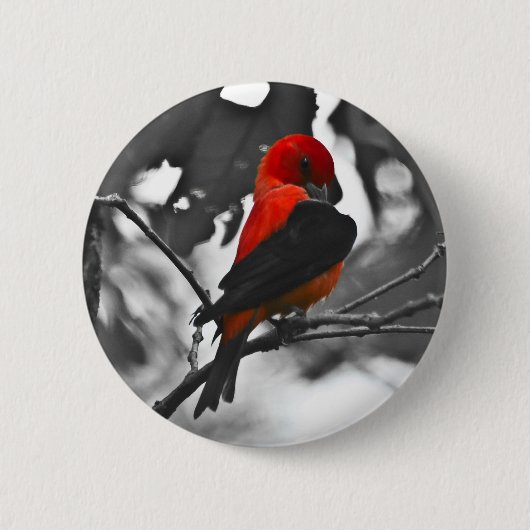 Badge Rond 5 Cm Homme Scarlet Tanager (Devant)