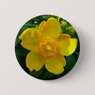 Badge Rond 5 Cm Hypericum Hidcote (Saint-Jean)