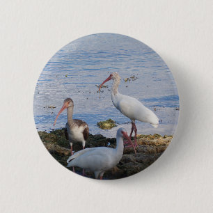 Badge Rond 5 Cm Ibis birds on the shore of Florida Bay