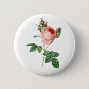 Badge Rond 5 Cm Illustration botanique vintage de rose de rose