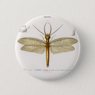 Badge Rond 5 Cm Illustration de la libellule de dobsonfly oriental