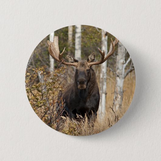 Badge Rond 5 Cm Impressionnant orignal (Devant)