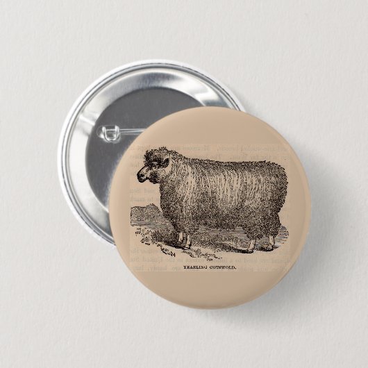 Badge Rond 5 Cm Imprimé au 19e siècle année Cotswold brebis (Devant & derrière)