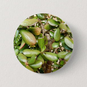 Badge Rond 5 Cm Insigne Crassula ovata
