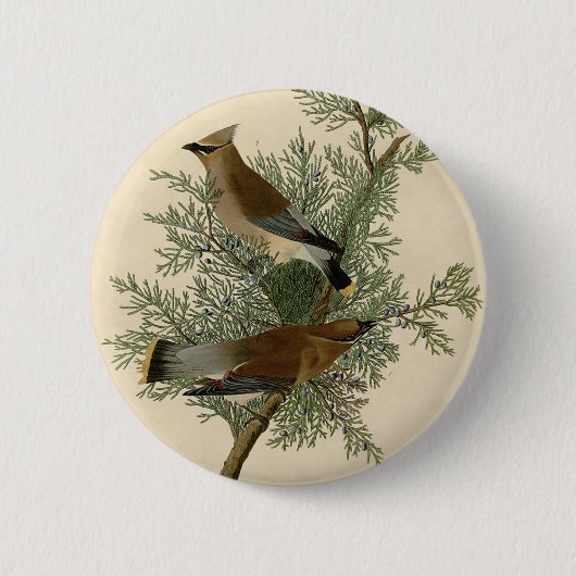 Badge Rond 5 Cm Jaseur d'Audubon (Devant)