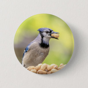 Badge Rond 5 Cm Jay bleu avec arachide