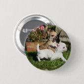 Badge Rond 5 Cm Jeu de chiot de chiwawa (Devant & derrière)