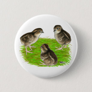Badge Rond 5 Cm Jeunes cailles de Bobwhite