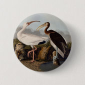 Badge Rond 5 Cm John James Audubon White Ibis Bird Print Classic (Devant)