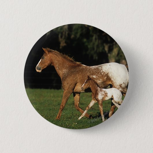 Badge Rond 5 Cm Jument et poulain d'Appaloosa (Devant)