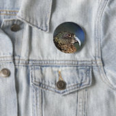 Badge Rond 5 Cm Kea néo-zélandais, perroquet alpin (En situation)