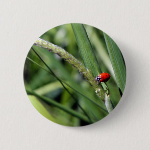 Badge Rond 5 Cm Ladybug (Coccinellidae)