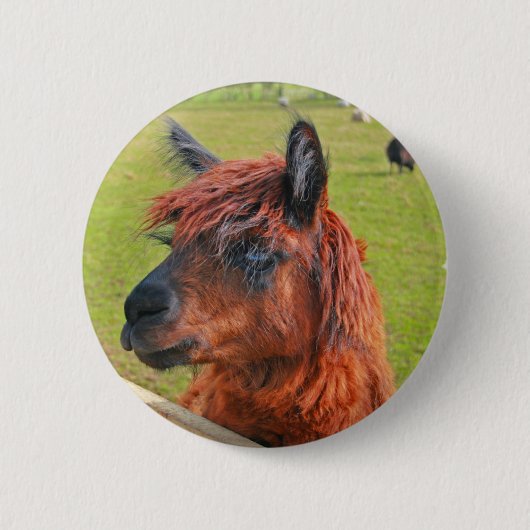 Badge Rond 5 Cm Lama de gingembre (Devant)