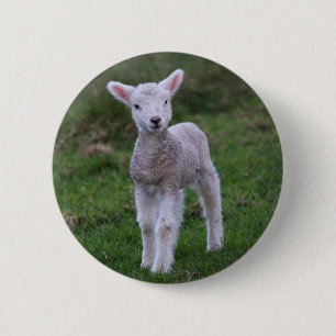 Badge Rond 5 Cm Lamb Bébé Mouton ferme animal