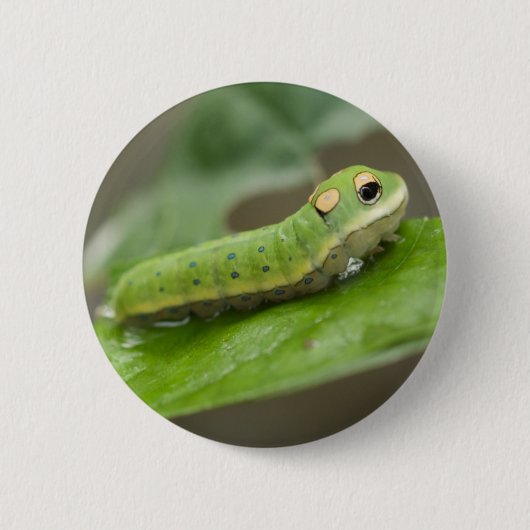 Badge Rond 5 Cm Larva de la chenille papillon (Devant)