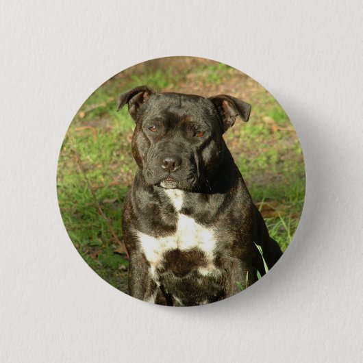 Badge Rond 5 Cm Le chien multiplie Staffy (Devant)