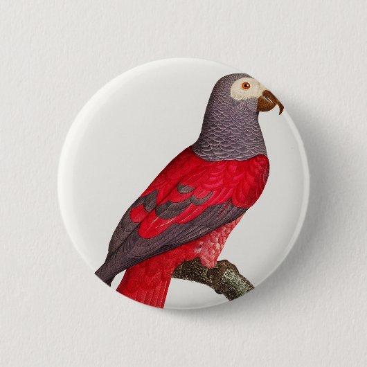 Badge Rond 5 Cm Le perroquet rouge gris, Psittacus erithacus (Devant)