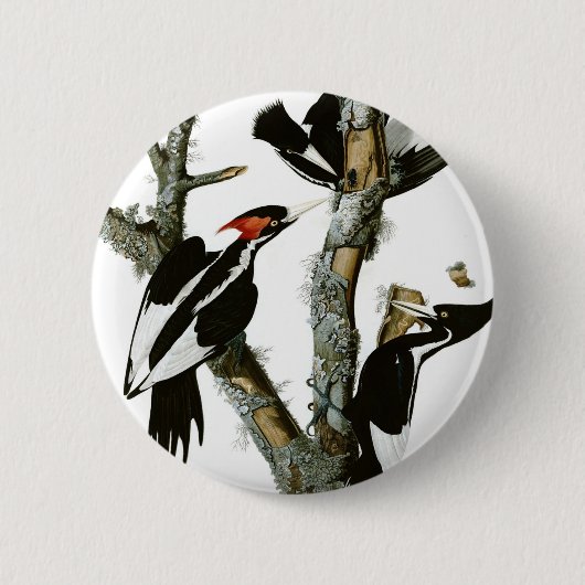 Badge Rond 5 Cm Le pivert Ivoire-affiché d'Aububon dans l'arbre de (Devant)