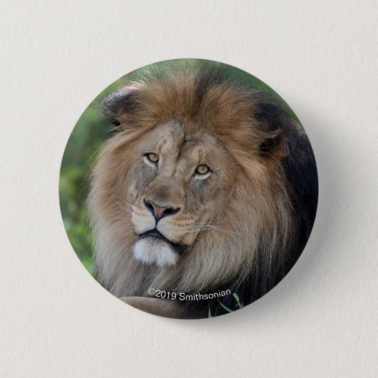 Badge Rond 5 Cm Lion Lounging dans une forêt (Devant)
