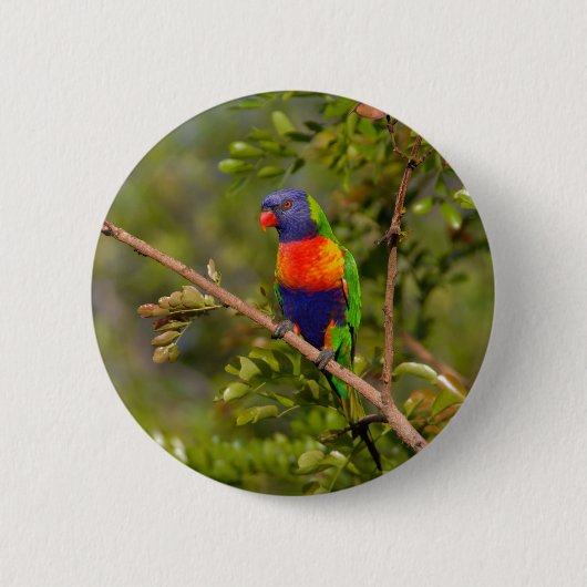 Badge Rond 5 Cm Lorikee arc-en-ciel (Devant)