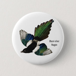 Badge Rond 5 Cm Magpie à bec noir, Audubon, American Birder,