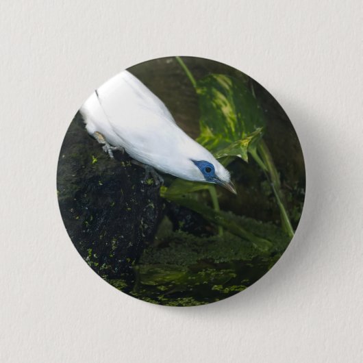 Badge Rond 5 Cm Mainate de Bali (Devant)