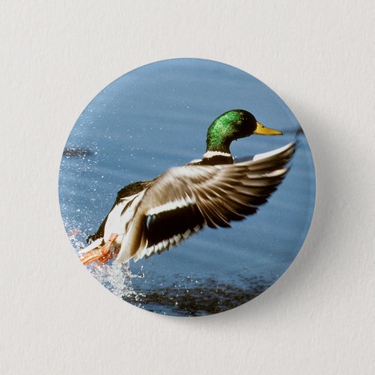 Badge Rond 5 Cm Mallard Drake prend le vol (Devant)
