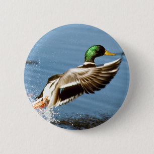 Badge Rond 5 Cm Mallard Drake prend le vol