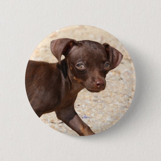 Badge Rond 5 Cm Marche de chiot de chiwawa (Devant)