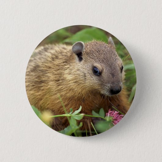 Badge Rond 5 Cm Marmotte (Devant)