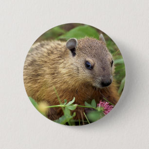 Badge Rond 5 Cm Marmotte