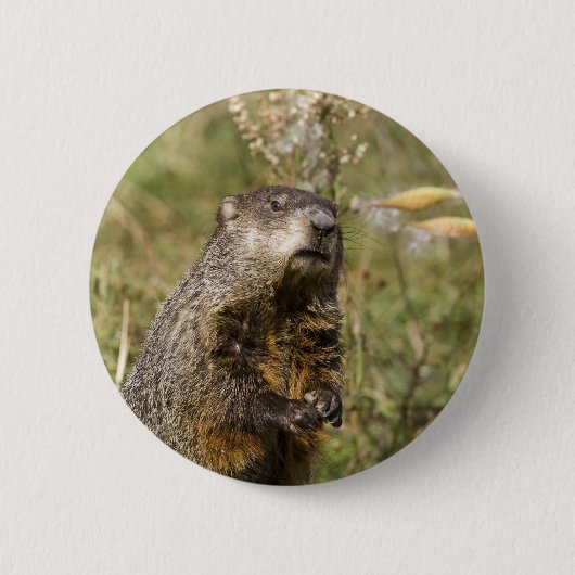 Badge Rond 5 Cm Marmotte (Devant)