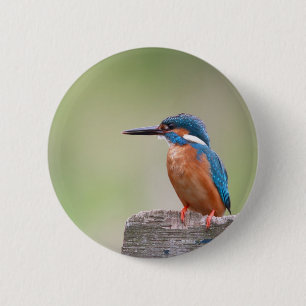 Badge Rond 5 Cm Martin pêcheur.
