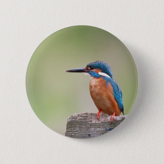 Badge Rond 5 Cm Martin pêcheur. (Devant)