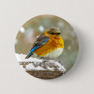 Badge Rond 5 Cm Merlebleu de l'Est dans la Neige - Photographie Or