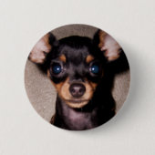 Badge Rond 5 Cm mini pinscher. (Devant)