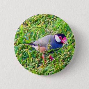 Badge Rond 5 Cm Moineau de Java dans l'herbe en Hawaï