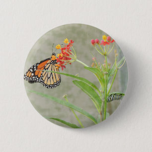 Badge Rond 5 Cm Monarch Butterfly et Caterpillar
