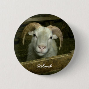 Badge Rond 5 Cm mouton islandais