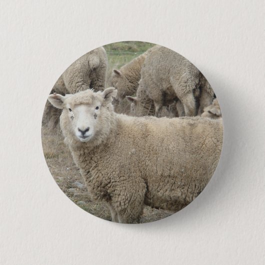 Badge Rond 5 Cm Moutons curieux (Devant)