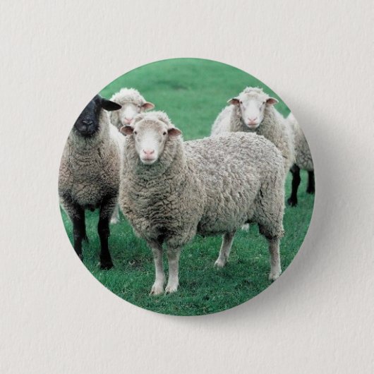 Badge Rond 5 Cm Moutons de l'Iowa (Devant)