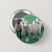 Badge Rond 5 Cm Moutons de l'Iowa (Devant & derrière)