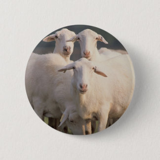 Badge Rond 5 Cm Moutons de St Croix