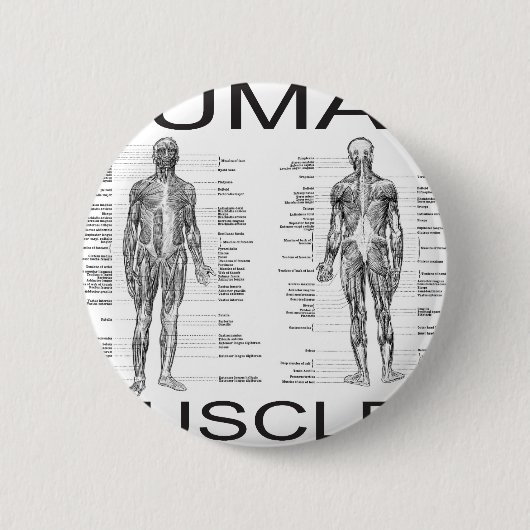 Badge Rond 5 Cm Muscles humains et anatomie (Devant)