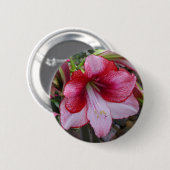 Badge Rond 5 Cm Noël Amaryllis Rouge Fête Florale (Devant & derrière)